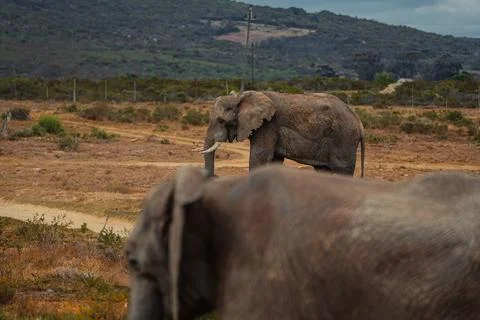 Two African Elephant in the grass Stock Photos