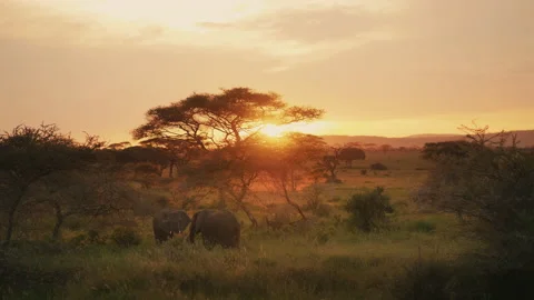Two African elephant walking across the dry savanna towards the camera at sunset Stock Footage 151102919