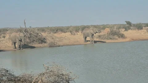 Two African Elephants Drinking Across a Savanna Waterhole Stock Footage 345666093