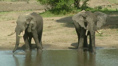 Two African elephants drinking Stock Footage 11227879