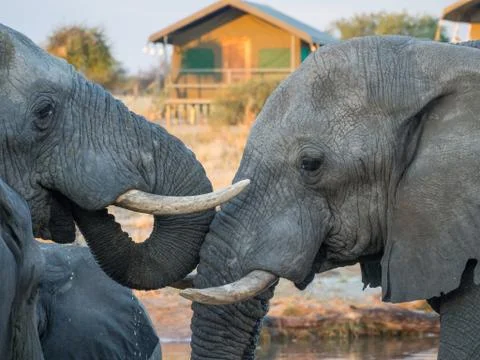 Two African elephants drinking head to head at waterhole with safari tent in Stock Photos
