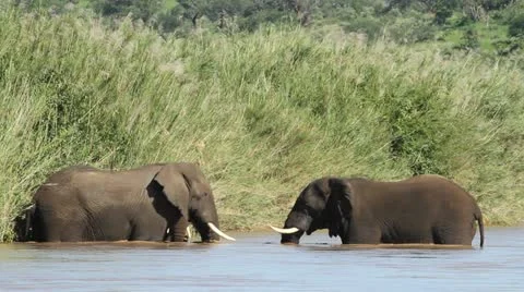 Two African elephants facing each other in the river Stock Footage 20468751