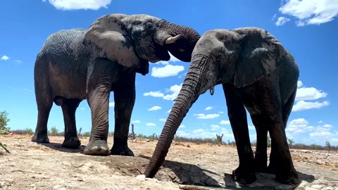 Two African elephants interact in the wild Stock Footage 340554661