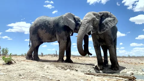Two African elephants interact in the wild Stock Footage 340555614