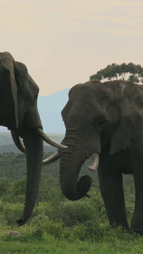Two African Elephants Interacting in Morning Sunlight, South Africa.vertical Stock Footage 341023576