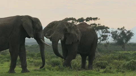 Two African Elephants Interacting in Morning Sunlight, South Africa.horizonta Stock Footage 341023609