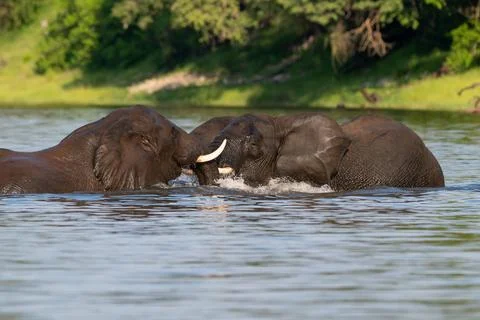 Two African elephants playing in the Chobe River in Chobe National Park 스톡 사진