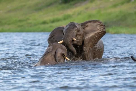 Two African elephants playing in the Chobe River in Chobe National Park Stock Photos