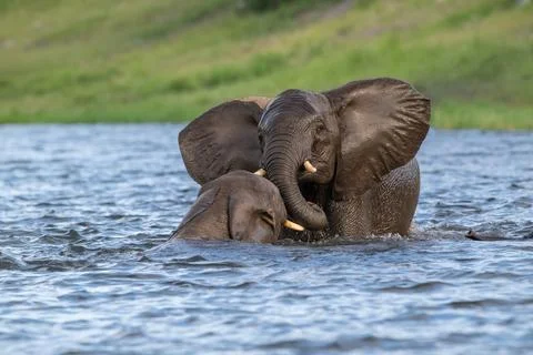 Two African elephants playing in the Chobe River in Chobe National Park Stock Photos