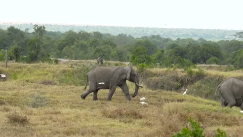 Two African elephants run toward a river during a windy rainy day as white Vídeo Stock 331284111