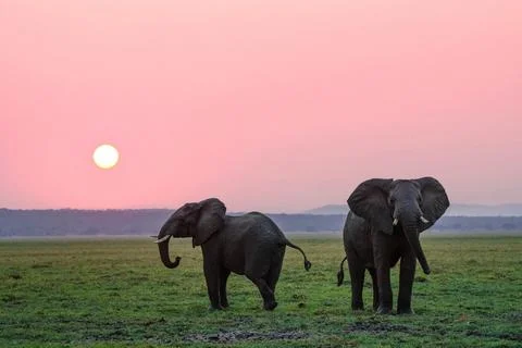 Two African elephants standing at sunset Stock Photos