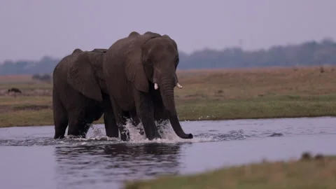 Two African elephants wading through the river Stock Footage 303730621