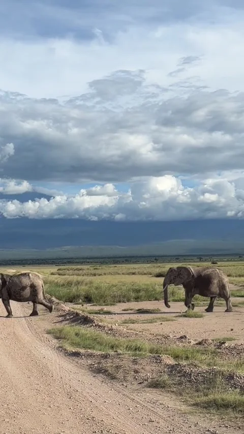 Two african elephants walking across a dirt road in amboseli national park with Vidéo 334269566