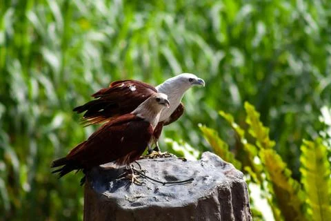 Two African fish eagle sitting on a log looking at target. Stock Photos