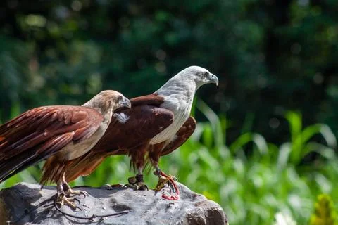 Two African fish eagle sitting on a log looking at target. Stock Photos