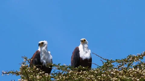 Two African Fish Eagles Perched in a Blossoming Acacia Tree Against a Vivid.. Stock Footage 301072003