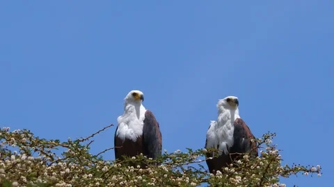Two African Fish Eagles perched in a flowering acacia tree against a clear .. Stock Footage 301073742
