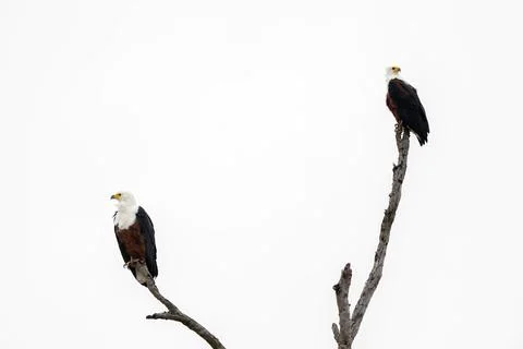 Two African fish eagles perched above the Chobe River Stock Photos
