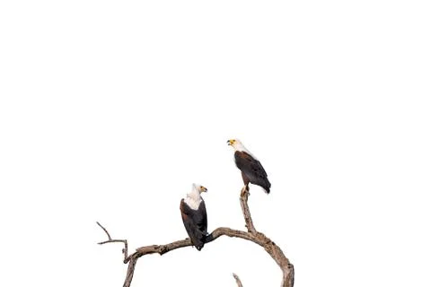Two african fish eagles on tree branch, isolated on white Stock Photos