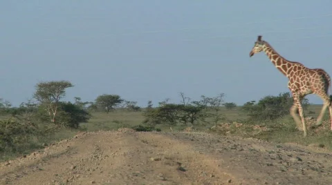 Two African giraffes cross the road. Stock Footage