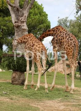 Two African Giraffes with long neck eats Stock Photos