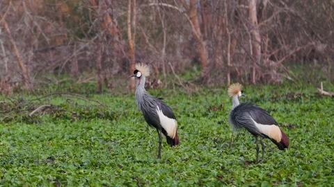 Two African Grey Crowned Cranes Engage in Their Elegant Mating Dance Stock Footage 340485958