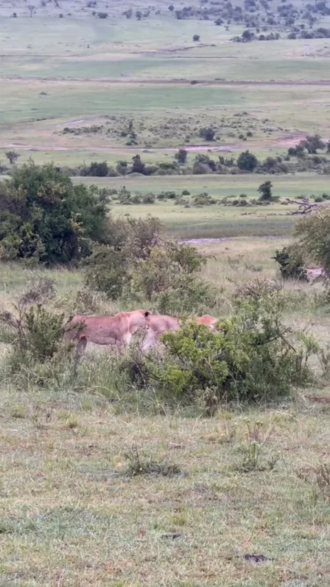 Two african lionesses walking through the savanna grasslands in kenya Vidéo 334353278