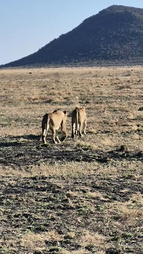 Two African Lionesses Walking Together Across Dry Savanna Stock Footage 345664660
