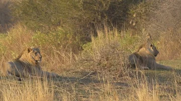 Two African Male Lions Lying in African Bush Stock Footage