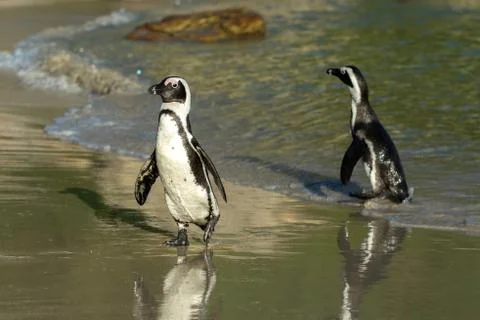 Two African penguins on the beach Stock-Fotos