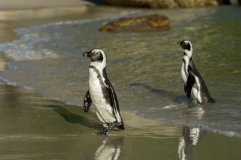 Two African penguins on the beach 스톡 사진