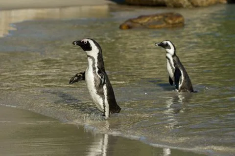 Two African penguins on the beach 스톡 사진