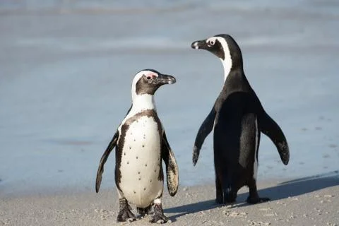 Two African penguins on the beach 스톡 사진