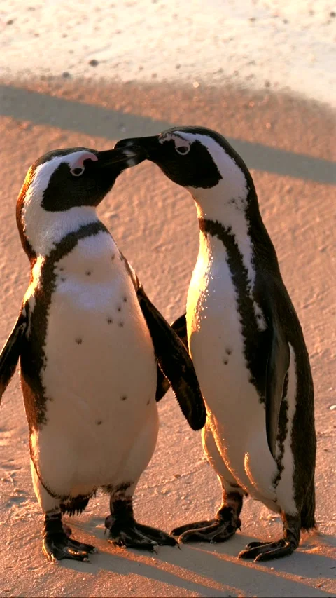 Two African Penguins Interacting on Boulders Beach, South Africa.vertical Stock Footage 340164496