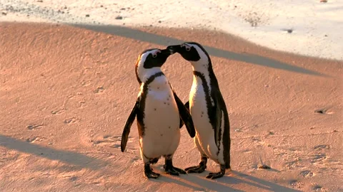 Two African Penguins Interacting on Boulders Beach, South Africa.horizontal Stock Footage 340164498