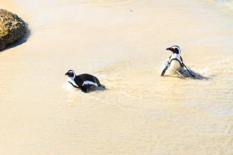 Two African Penguins Stock Photos