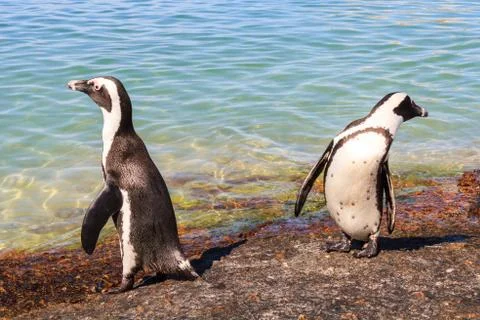 Two African Penguins Foto stock