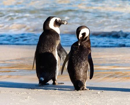 Two African Penguins Stock Photos