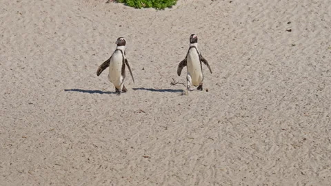 Two African Penguins Walking In Sand Together Stock Footage 233457429