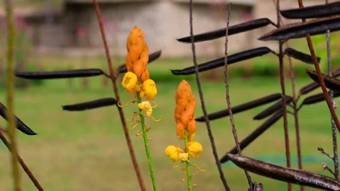 Two African senna flowers close up view blossom, gardening in Tanzania. Vidéo 310568871