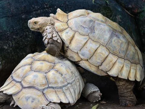 Two African Spurred Tortoises Interacting in Natural Habitat Stock Photos