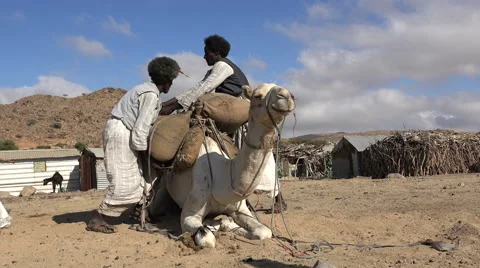 Two african traders loading camel in african village - Sudan desert Stock Footage 61338720