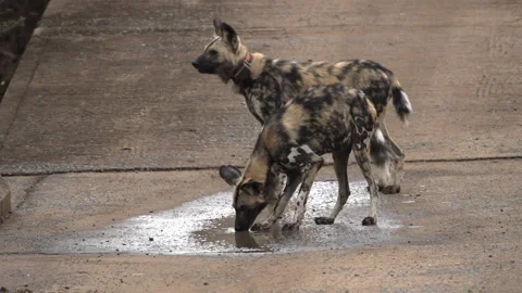 Two African wild dogs drinking from a puddle of water. Stock Footage 169988160