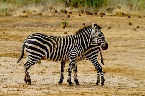 Two african zebra Foto stock