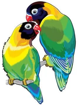 Two agapornis Stock Illustration