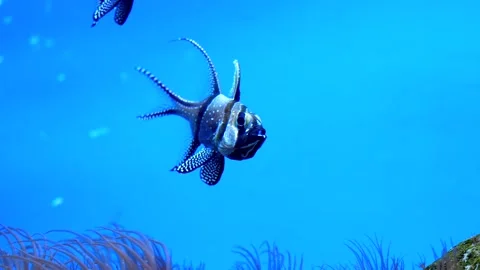 Two aggressive exotic fish in the sea Stock Footage 229961284