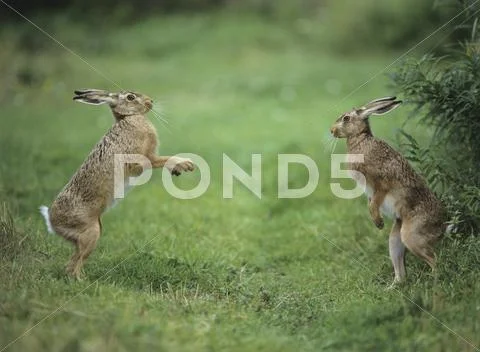 Two aggressive hares Stock Photos