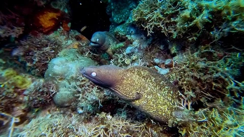 Two aggressive White-Eyed Moray Eels interact on a coral reef in the Pacific Stock Footage 122522565