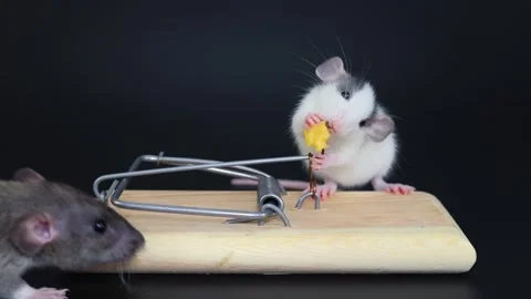 Two agouti and husky colored rats are sitting on a mousetrap Stock Footage 262347185