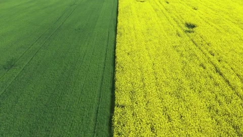 Two agriculture fields with different plant, wheat and rapeseed. Stock Footage 201606335